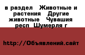  в раздел : Животные и растения » Другие животные . Чувашия респ.,Шумерля г.